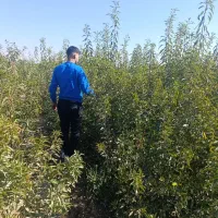 نهال های پر بار بادام ،باغ رویایی شما|خدمات باغبانی و درختکاری|دلیجان, |دیوار