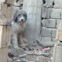 توله لاس ریشی|سگ|اصفهان, ملکشهر|دیوار