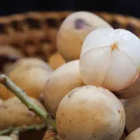 نهال نایاب لانگست خوشه ای|گل و گیاه طبیعی|تهران, بوستان چیتگر|دیوار
