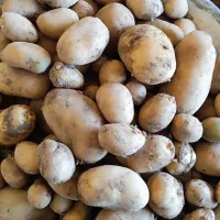 سیبزمینی کاملا ارگانیک|خوردنی و آشامیدنی|کامیاران, |دیوار