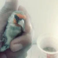 سلام سهره کرمانی