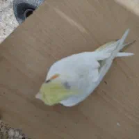 یک عدد عروس هلندی ماده|پرنده|تهران, هفده شهریور|دیوار