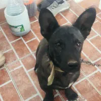 ژرمن بلک کوچک مشکی پنج ماهه|سگ|مهدی شهر, |دیوار
