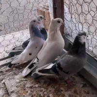 کفتر|پرنده|گلپایگان, |دیوار