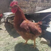 خروس