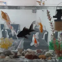 آکواریوم و ماهی