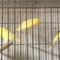 ماده قناری جفت خور سهره|پرنده|اصفهان, ملکشهر|دیوار