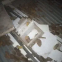 در بزرگ برا گاوداری ودو در چوبی برا اتاق خواب