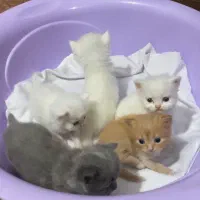 بچه گربه پرشین دال فیس