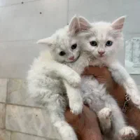 واگذاری گربه دوماهه