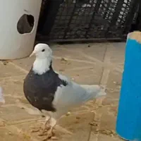 طوقی زیره‌ای‌وسرکه‌ای ماده