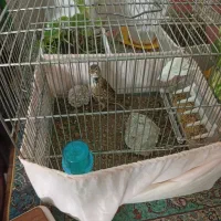 سهره خاکی شیرازی نر (معاوظه)|پرنده|آستانه اشرفیه, |دیوار