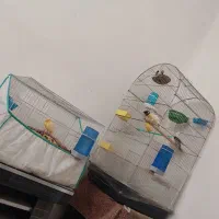 قناری کاکلی ، قناری نر و ماده