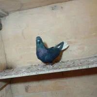نروماده دم سفید چپ ماده