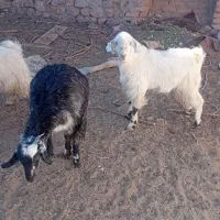 بزغاله وبره فروشی|حیوانات مزرعه|بیرجند, |دیوار