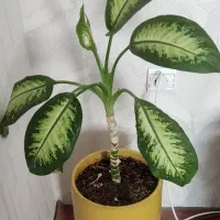 گل دیفن باخیا