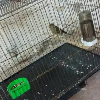 سقا وسهره قناری|پرنده|کرمان, |دیوار