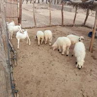 چندعددبره وکهر|حیوانات مزرعه|بندرعباس, |دیوار