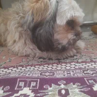 واگذاری سگ شیتزو|سگ|تبریز, |دیوار