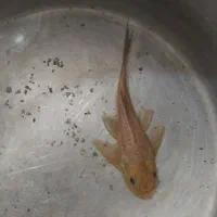 لجنخوار و کفخوار