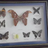 تابلو پروانه های طبیعی