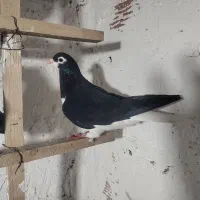 کبوتر رنگی و تکپر قیمت مناسب