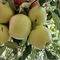 سیب گلاب