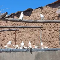 پرنده....|پرنده|دلیجان, |دیوار