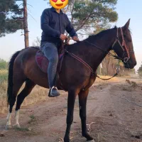 اسب مادیون ترکمن
