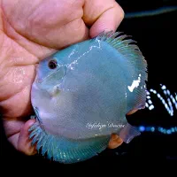 اکواریوم اصفهان دیسکس