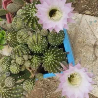 فروش گل طبیعی غیر قابل مقایسه