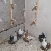 کبوتر