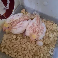 عروس هلندی|پرنده|کازرون, |دیوار