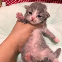 رزرو گربه ی ژاپنی بامزه