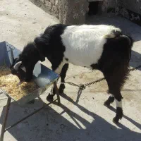 بزغاله نر|حیوانات مزرعه|زاهدان, |دیوار