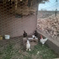 مرغ وخروس ،بوقلمون، بلدرچین|حیوانات مزرعه|بشاریات, |دیوار