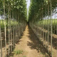 سرمایه‌گذاری در صنوبر، کلید رسیدن به سود میلیاردی|خدمات باغبانی و درختکاری|مریوان, |دیوار