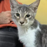 گربه ۳ ماهه و یکساله|گربه|گرگان, |دیوار