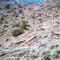 دامداری شهرک عباس آباد  اجاره ای