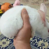 خرگوش|موش و خرگوش|اردبیل, |دیوار
