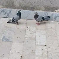 یه جفت کفتر المانی کار درست