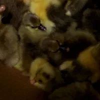 جوجه غاز سه روزه