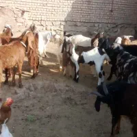 بزغاله نر|حیوانات مزرعه|فیروزه, |دیوار