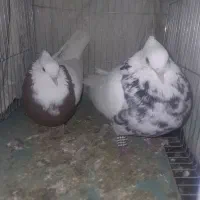 کفتر