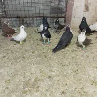 تعدادی پلنک سار رنگه