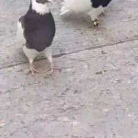 کفتر کله طوقی سوسنی|پرنده|مرودشت, پشت سایپا‎|دیوار