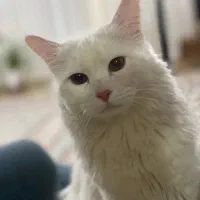 گربه ملوس و دوست داشتنی|گربه|نیشابور, مدرس|دیوار