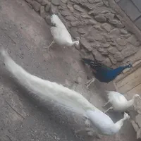 طاووس