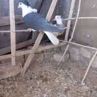 طوقی ساده|پرنده|خوسف, |دیوار