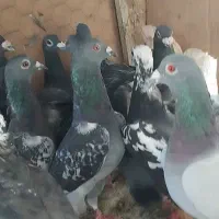 11جفت کبوتر|پرنده|سراوان, |دیوار